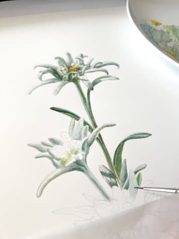 Image 2 of the artwork "Edelweiss" by Clarissa P. Valaeys on art24