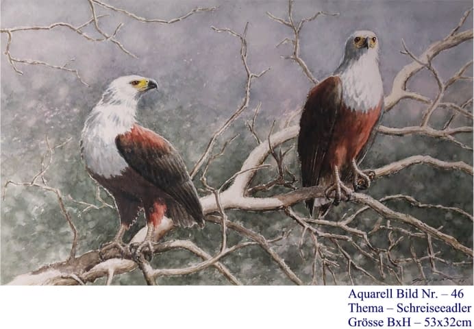 Image 1 de l'œuvre "46. Schreiseeadler" par Hans Jakob sur art24