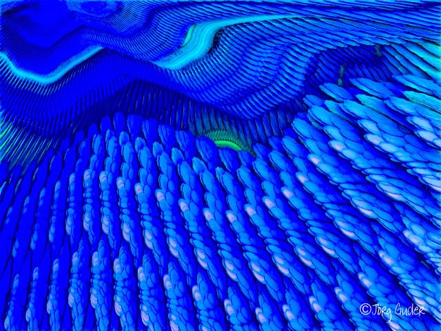 Photo 1 de l'œuvre "wings" par the art of the artist sur art24