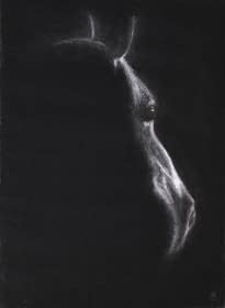 "Pferd von der Seite" by Christopher Baumann on art24
