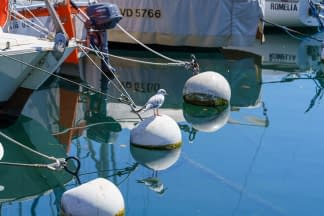 "Moment de pause bien mérité pour une mouette , Vaud" von Sylvain Blanchoud auf art24