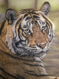 "Soul of the Wild" by MW Tierportraits on art24