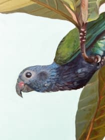 "2 maitaca-verde parrots  on a terminalia catappa tree" de Clarissa P. Valaeys sur art24
