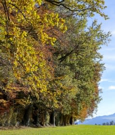 "Herbstbild" de Edi Angelellis Fotos sur art24