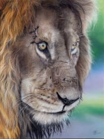 "Spuren des Lebens" by MW Tierportraits on art24