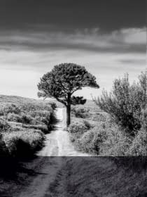 "Portrait d'un vieil arbre solitaire , France" von Sylvain Blanchoud auf art24