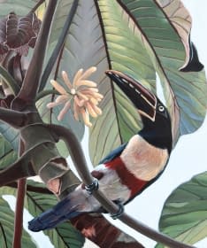 "Aracari toucans on a cecropia tree" by Clarissa P. Valaeys on art24