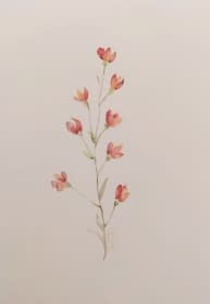 "silene dioica" by Tabi on art24