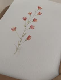 "silene dioica" von Tabi auf art24